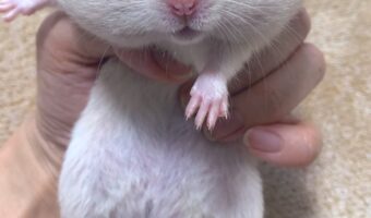 オヤツを独り占めしたハムスターを捕獲したら・・・。強欲すぎるその顔がかわいすぎだろ!!