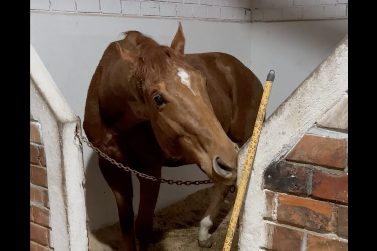 お手伝いしてくれるの！？馬がデッキブラシをくわえると・・お掃除を始めました！！【海外・動画】