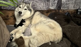 みんなにミルクを飲ませたい?ハスキー犬は子育て中のようですが・・、その子たちはぬいぐるみ!?