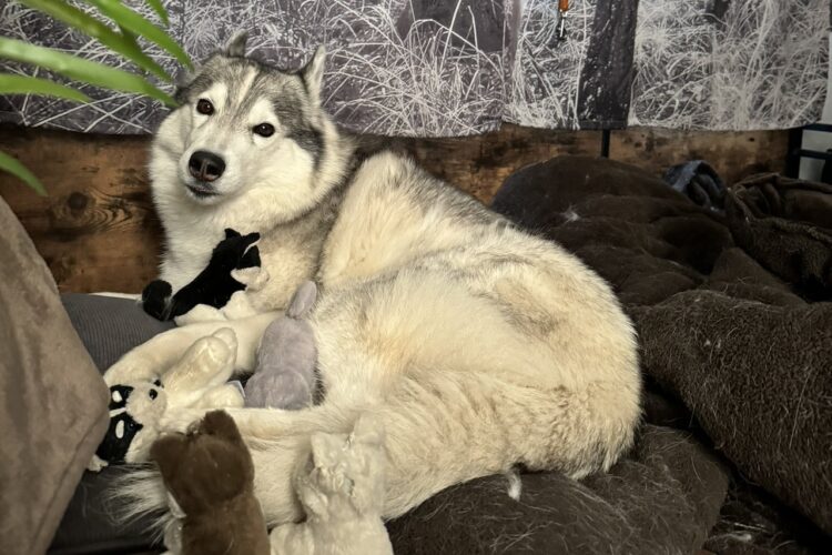 みんなにミルクを飲ませたい？ハスキー犬は子育て中のようですが・・、その子たちはぬいぐるみ！？