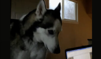 ハスキー犬はかまって欲しい??飼い主さんが作業しているノートパソコンを閉じちゃった!!【アメリカ・動画】