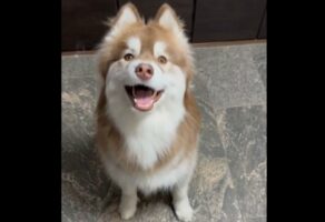 キラキラフェイスのハスキー犬がかわいすぎる！「これは絶対に笑ってる」