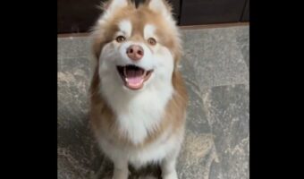 キラキラフェイスのハスキー犬がかわいすぎる!「これは絶対に笑ってる」