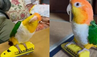 おじいちゃんと一緒に電車ごっこ！楽しく遊ぶシロハラインコがかわいすぎる！