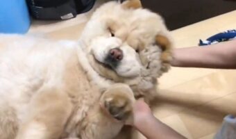まだまだ寝ていたいのかな?何度起こそうとしても意地でも起きないチャウチャウ。寝ぼけているその姿がかわいすぎる!