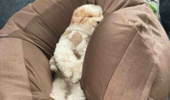 「全身埋もれる感じで寝られるのがうらやましい」ビーズソファで眠るトイプードルがかわいい！！