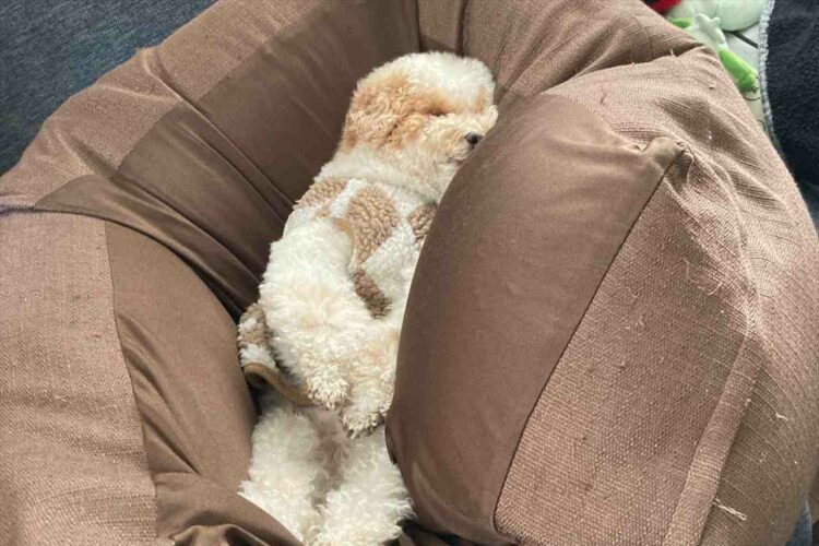 「全身埋もれる感じで寝られるのがうらやましい」ビーズソファで眠るトイプードルがかわいい！！