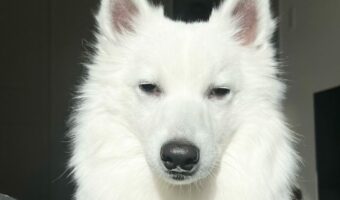 「お散歩行こっか!」って言ってからゴロゴロしてたら・・。愛犬が向けていた表情がチベットスナギツネのようだと話題に!!