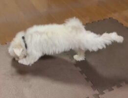 ジョイントマットの上でエクササイズをするマルチーズがかわいすぎる！おててをしっかり伸ばして後ろ足もピーーン！