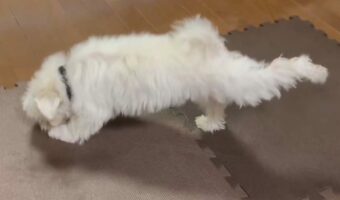 ジョイントマットの上でエクササイズをするマルチーズがかわいすぎる！おててをしっかり伸ばして後ろ足もピーーン！