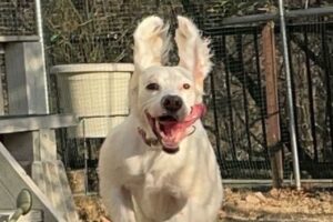 耳がピーンと立ってウサギみたい！？躍動感ある犬の姿が元気で愛らしい