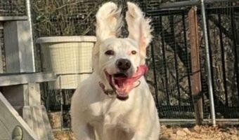 耳がピーンと立ってウサギみたい！？躍動感ある犬の姿が元気で愛らしい