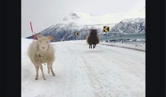 山道を散歩するヒツジたち。雪も降ってテンションが上がっているのか、ぴょんぴょん跳ねているのがかわいい!!【海外・動画】