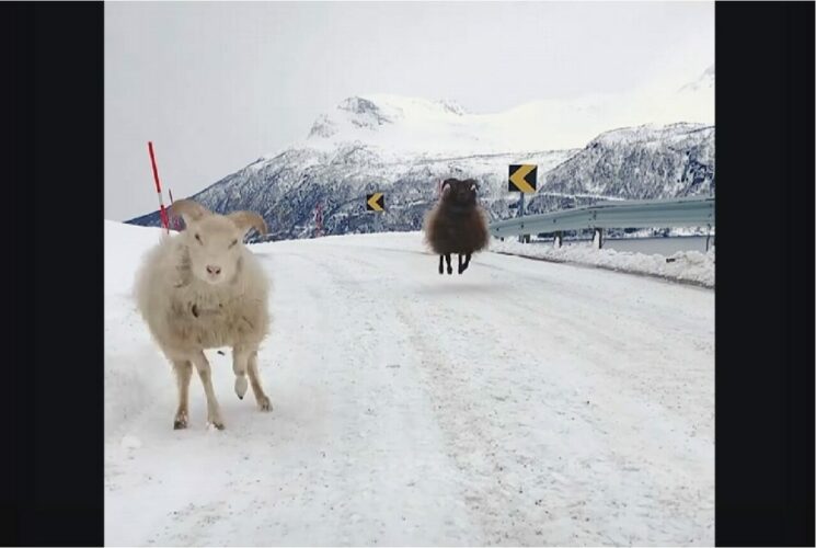 山道を散歩するヒツジたち。雪も降ってテンションが上がっているのか、ぴょんぴょん跳ねているのがかわいい！！【海外・動画】