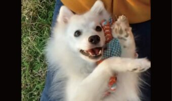 「天使すぎる・・」飼い主さんの足の上に寝転がる日本スピッツ。ぬいぐるみをぎゅっと抱きしめている姿がかわいすぎる!!
