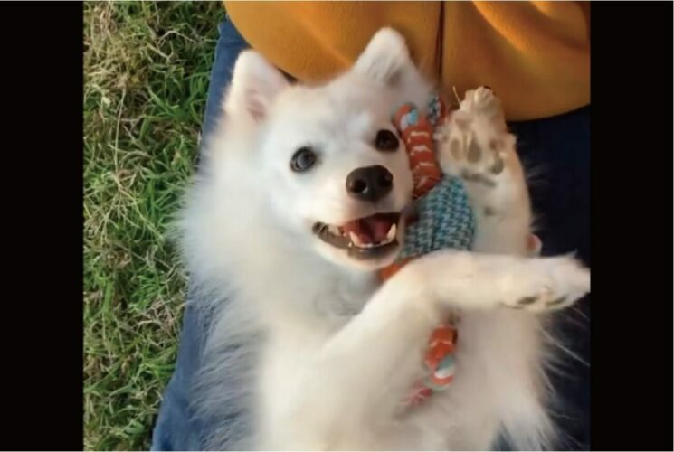「天使すぎる・・」飼い主さんの足の上に寝転がる日本スピッツ。ぬいぐるみをぎゅっと抱きしめている姿がかわいすぎる！！