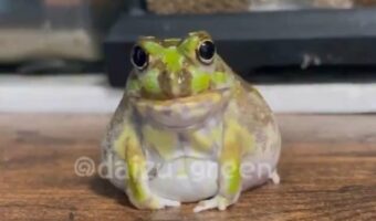 「風船みたいになっててすごくかわいい」ぷくーっと体を膨らますチャコガエル