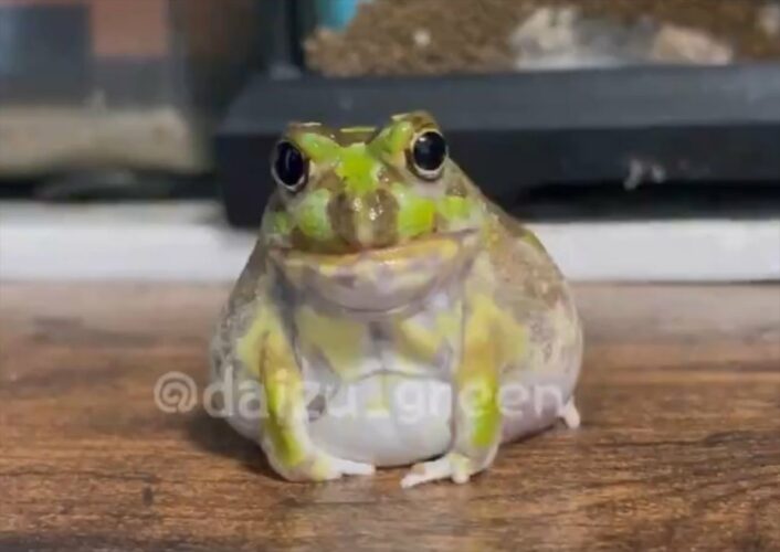 「風船みたいになっててすごくかわいい」ぷくーっと体を膨らますチャコガエル