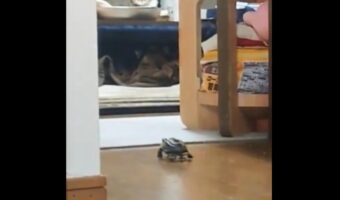 「スムーズすぎて二度見した」スケートボードを乗りこなすクサガメ。自然な流れの『ある行動』が話題に