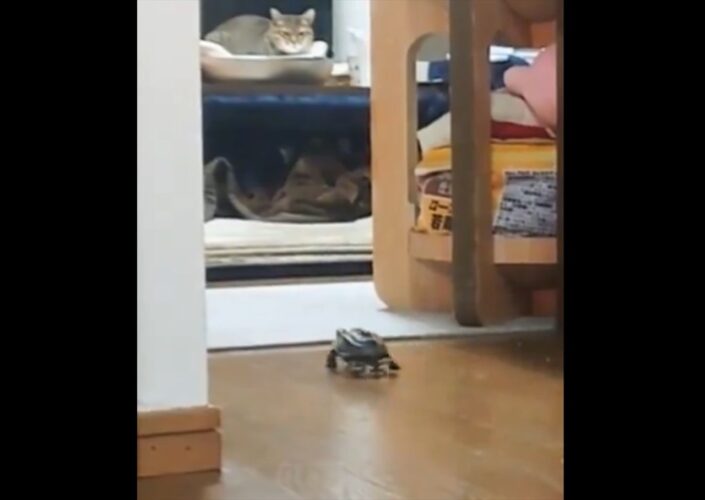 「スムーズすぎて二度見した」スケートボードを乗りこなすクサガメ。自然な流れの『ある行動』が話題に