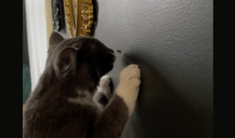 前世は大工?猫が壁に打たれた釘を引き抜こうとひっぱる!!【アメリカ・動画】