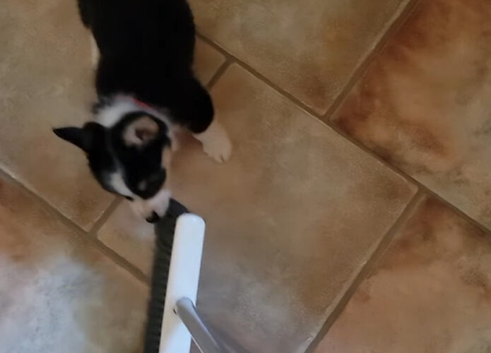 それはオモチャじゃないんだよ！コーギーの子犬がパクっとしたり夢中で追いかけるのは・・、掃除で使っているホウキ！？【アメリカ・動画】