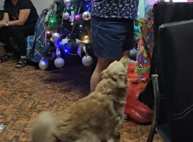 プレゼントを受け取るのをじっと待っていられない！せっかちな愛犬の行動にみんな笑顔に！！【海外・動画】