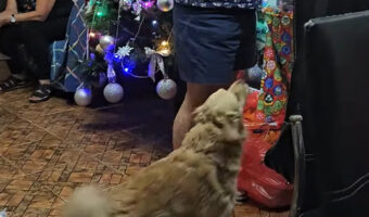 プレゼントを受け取るのをじっと待っていられない！せっかちな愛犬の行動にみんな笑顔に！！【海外・動画】