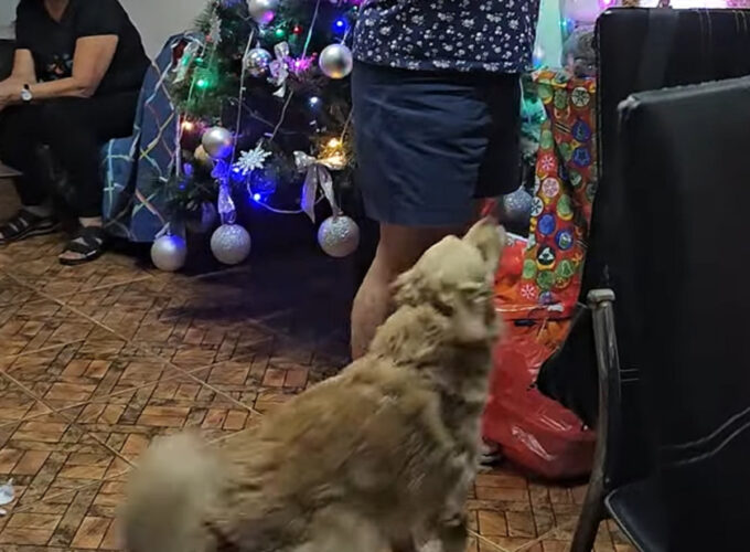 プレゼントを受け取るのをじっと待っていられない！せっかちな愛犬の行動にみんな笑顔に！！【海外・動画】