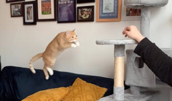 キャットタワーに向かって子猫が元気にジャンプ!高さが足りないと思いきや・・狙い通り??【海外・動画】