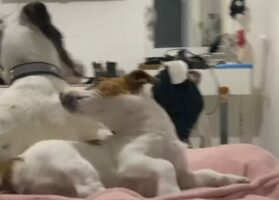 悪い夢でも見たのかな？ぐっすり眠っていた犬が吠えながら飛び起きた！！