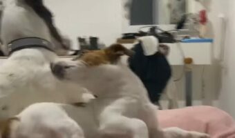 悪い夢でも見たのかな？ぐっすり眠っていた犬が吠えながら飛び起きた！！