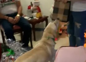 自分へのプレゼントと気付いて大喜び！愛犬にクリスマスプレゼントを渡した時のリアクションにほっこり【海外・動画】