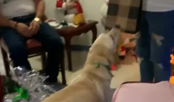 自分へのプレゼントと気付いて大喜び!愛犬にクリスマスプレゼントを渡した時のリアクションにほっこり【海外・動画】