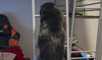 ベッドでのんびりくつろぎたい?黒猫がはしごをゆっくり進んでいく【アメリカ・動画】