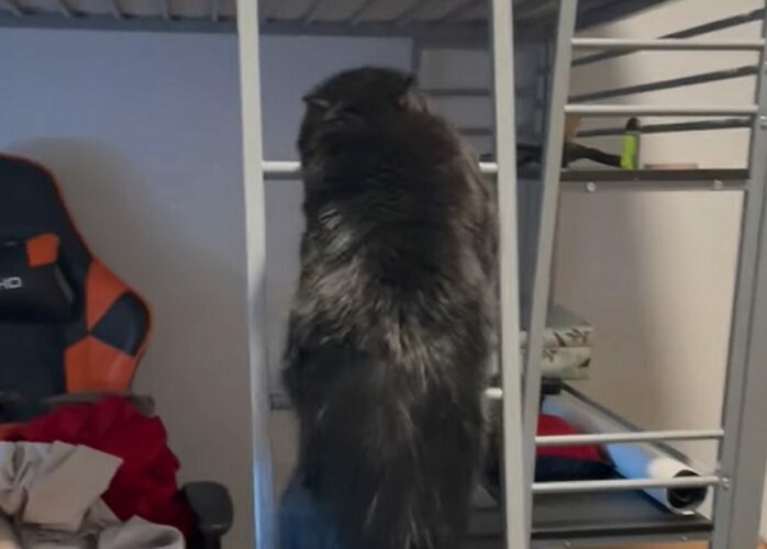 ベッドでのんびりくつろぎたい？黒猫がはしごをゆっくり進んでいく【アメリカ・動画】