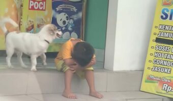 優しい犬の行動に感動!輪に入れず一人悲しんでいた男の子のそばにいた犬のおかげで、男の子は立ち上がることができました!!