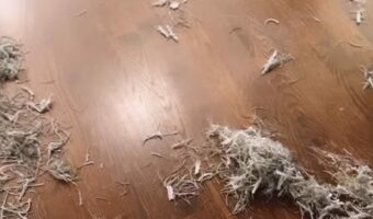 季節の風物詩？家中いたるところに散乱しているゴミは・・年末に欠かせない『あるモノ』を片付ける際に出たのです！！【アメリカ・動画】