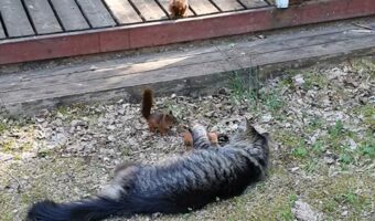猫の遊び相手はリス!?飛びかかってきたお友達をギュッと抱きしめて猫は満足そう!!【海外・動画】