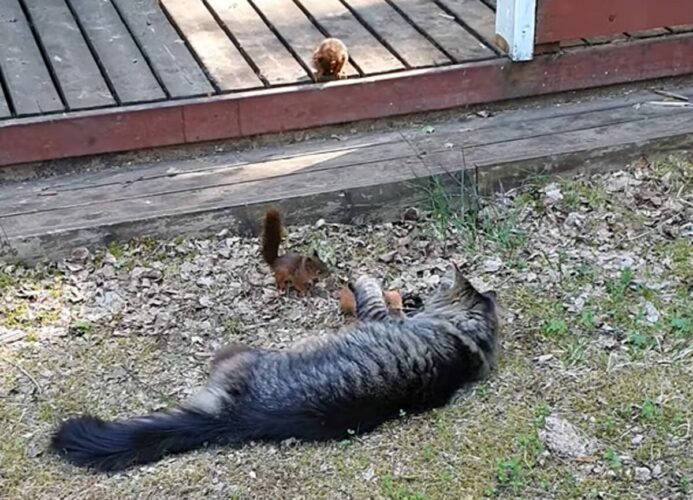 猫の遊び相手はリス！？飛びかかってきたお友達をギュッと抱きしめて猫は満足そう！！【海外・動画】