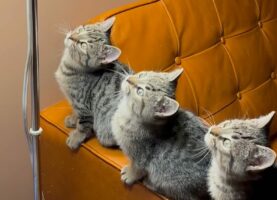 宙をじっと見つめる子猫たち。よかった！見えない何かを見ているわけではなかった！！【海外・動画】