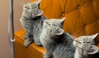 宙をじっと見つめる子猫たち。よかった!見えない何かを見ているわけではなかった!!【海外・動画】