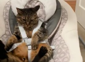バウンサーに座っているのは赤ちゃんではなく・・猫！？横揺れを気に入ってくれるかな？【アメリカ・動画】