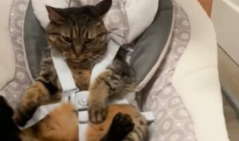 バウンサーに座っているのは赤ちゃんではなく・・猫！？横揺れを気に入ってくれるかな？【アメリカ・動画】