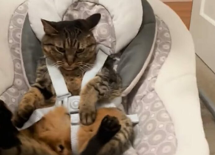 バウンサーに座っているのは赤ちゃんではなく・・猫！？横揺れを気に入ってくれるかな？【アメリカ・動画】
