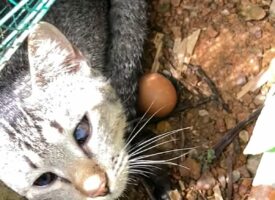 ママになった気分？ニワトリの卵を猫が温めてる！？【海外・動画】