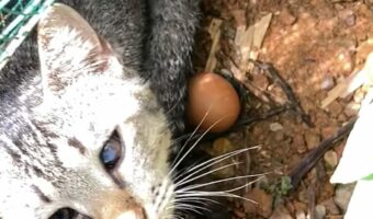ママになった気分?ニワトリの卵を猫が温めてる!?【海外・動画】