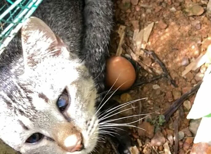 ママになった気分？ニワトリの卵を猫が温めてる！？【海外・動画】