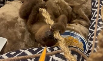 かわいすぎる甘えん坊。ナマケモノの赤ちゃんにおやつを差し出したら・・、今はかまってもらいたかった!?【アメリカ・動画】