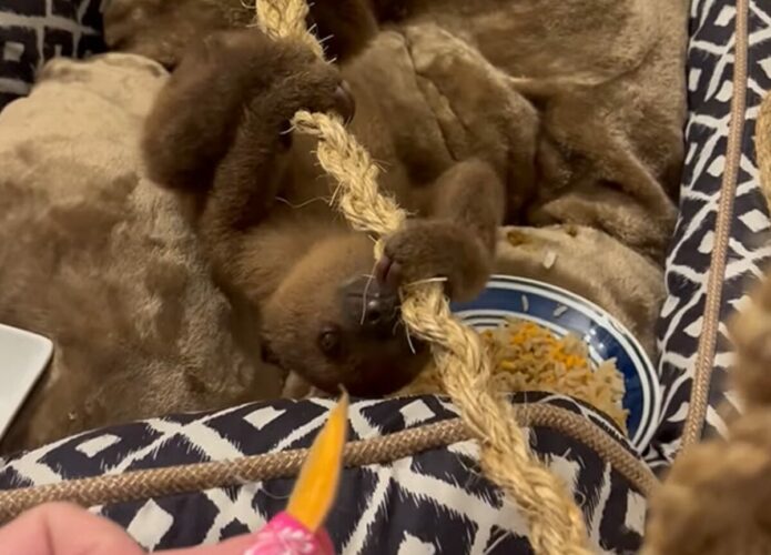 かわいすぎる甘えん坊。ナマケモノの赤ちゃんにおやつを差し出したら・・、今はかまってもらいたかった！？【アメリカ・動画】